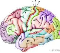 开云体育登录入口-额尔慕尼黑恢回本形态，再次取胜袭的简单介绍